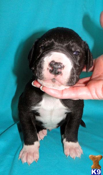 Great Dane Puppies in TX