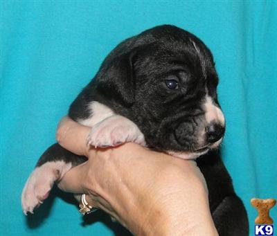 Great Dane Puppies in TX