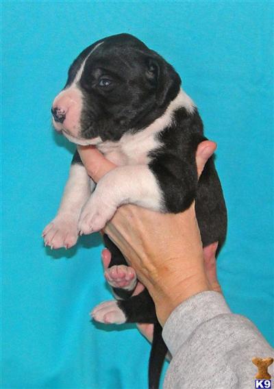 Great Dane Puppies in TX