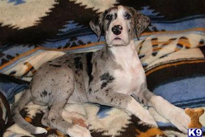 Great Dane Puppies in TX
