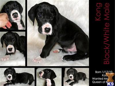 Great Dane Puppies in TX