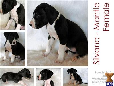 Great Dane Puppies in TX