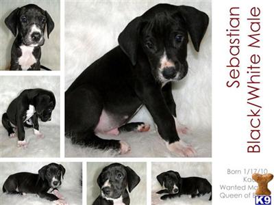 Great Dane Puppies in TX