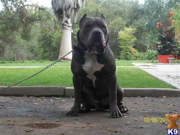 Puppies in Fallbrook