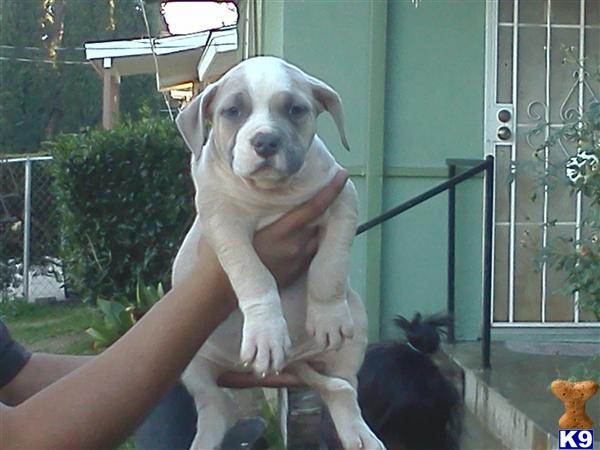 Puppies in Fallbrook
