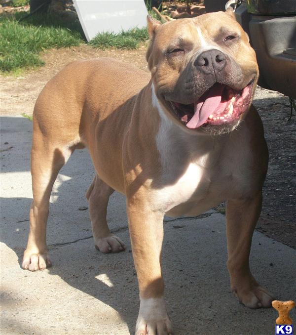 Stud Dogs in CA