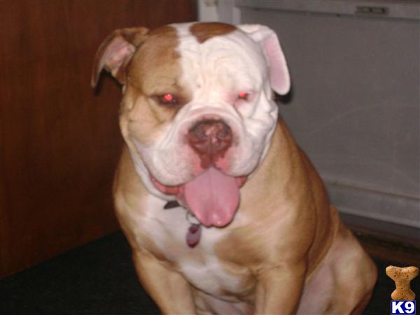 Stud Dogs - Old English Bulldog
