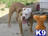 Stud Dogs - Old English Bulldog