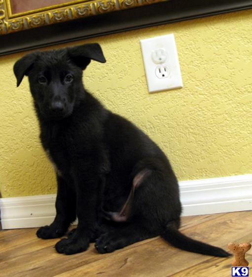 Puppies in Punta gorda