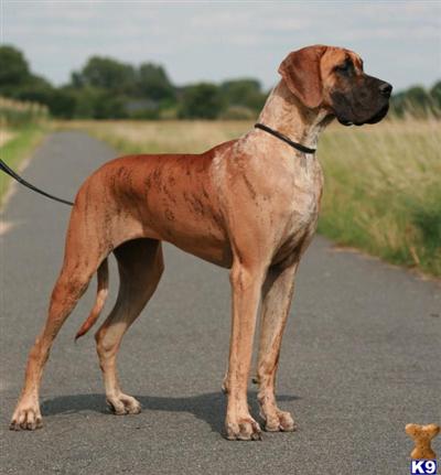 Dogs - Great Dane