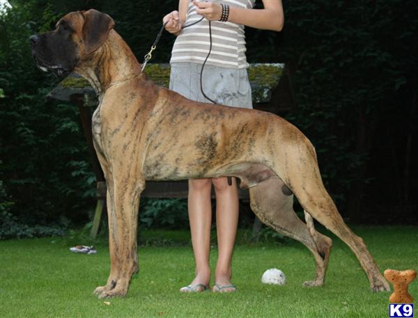 Dogs - Great Dane
