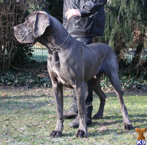 Dogs - Great Dane