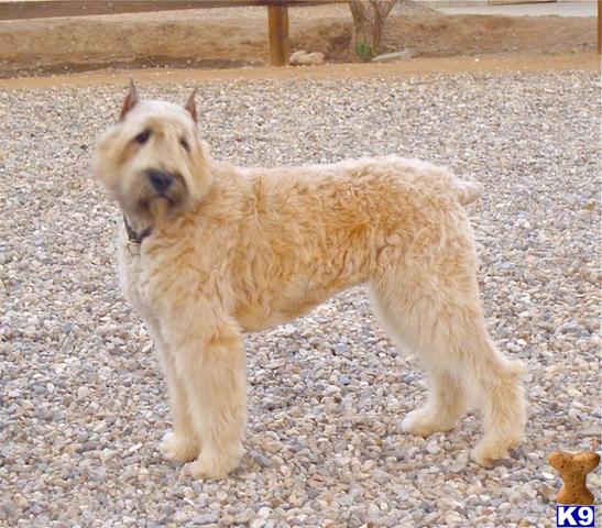 Bouvier des Flandres Puppies