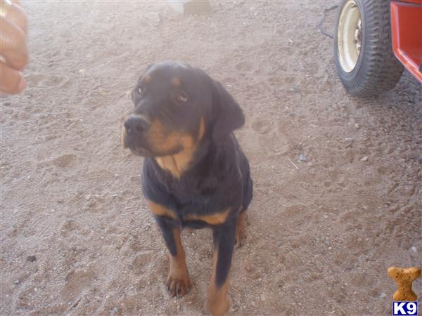 Rottweiler Puppies for Sale