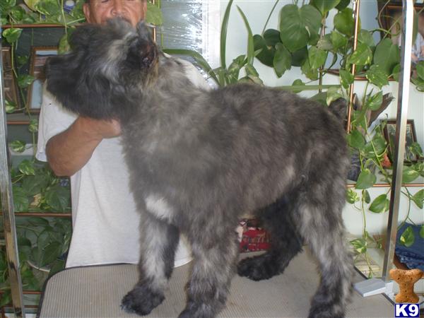 Bouvier des Flandres Puppies