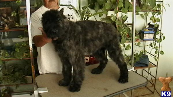 Bouvier des Flandres Puppies