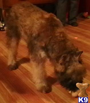 Bouvier des Flandres Puppies