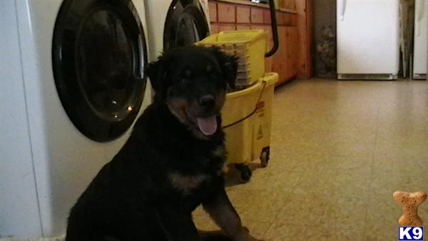 Rottweiler Puppies