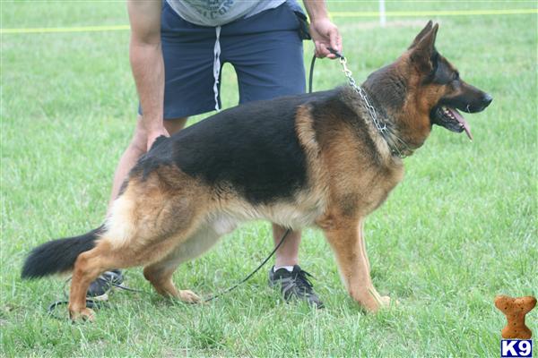 Stud Dogs - German Shepherd