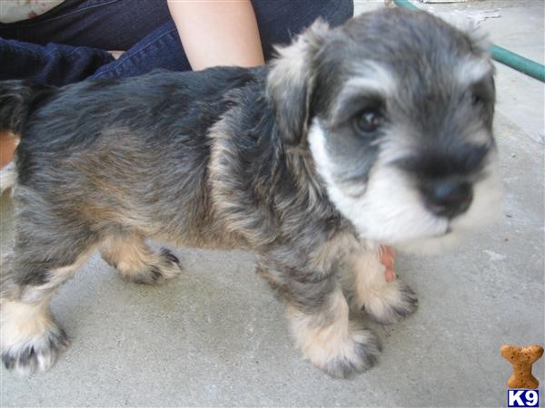Puppies in Arcadia