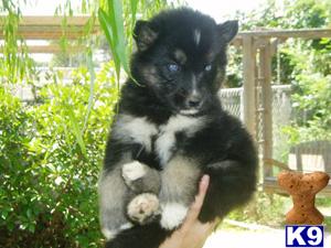 Wolf Dog Puppies for Sale