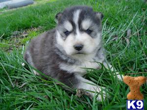 Puppies in CA