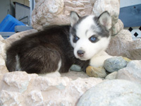 Wolf Dog Puppies for Sale