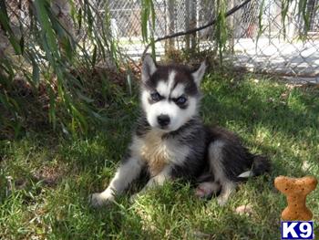 Siberian Husky Puppies