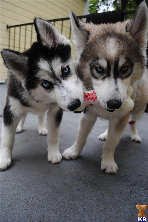 Puppies in Woodlake