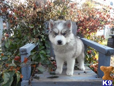 Puppies in Woodlake
