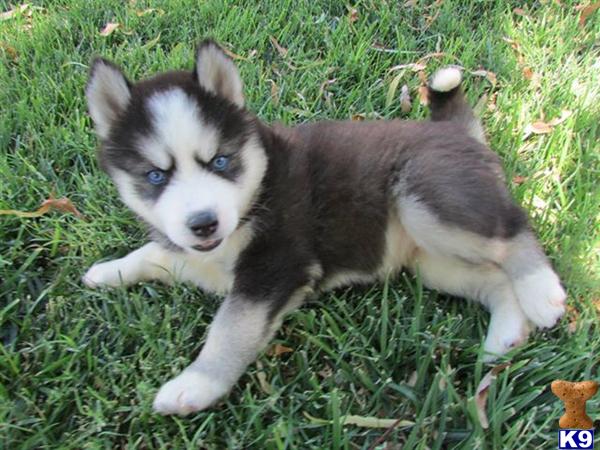 siberian husky puppies for sale in california document moved siberian husky puppies for sale in california document moved