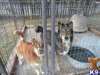 Puppies in Woodlake