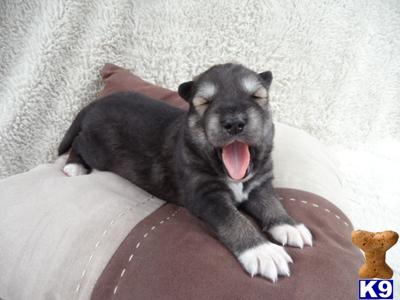 Puppies in Woodlake