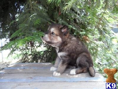Wolf Dog Puppies in CA