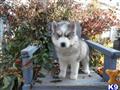 classified ad