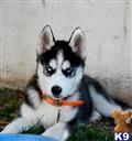 classified ad