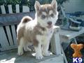 classified ad