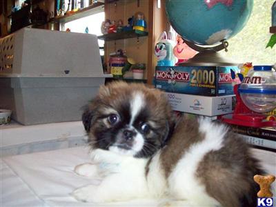 Pekingese Puppies for Sale