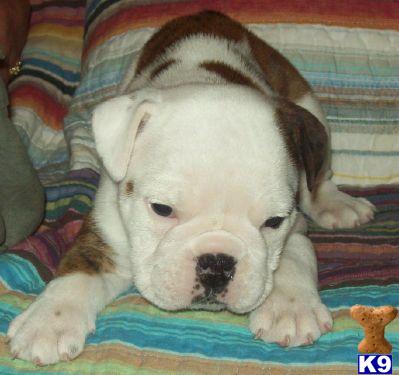 English Bulldog Puppies for Sale