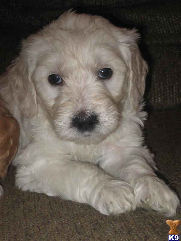 goldendoodle puppies for sale in michigan. GOLDENDOODLE PUPPIES MICHIGAN