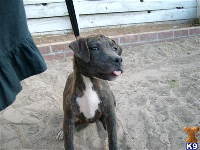 Puppies in NV