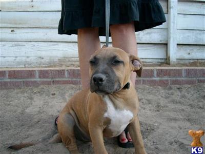 Puppies in NV