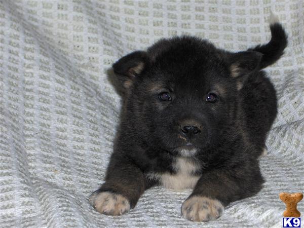 Akita Puppies