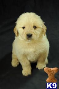 Golden Retriever Puppies for Sale