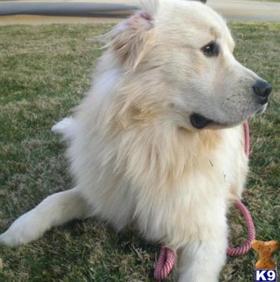 Stud Dogs - Golden Retriever