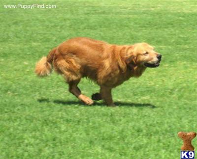 Stud Dogs - Golden Retriever