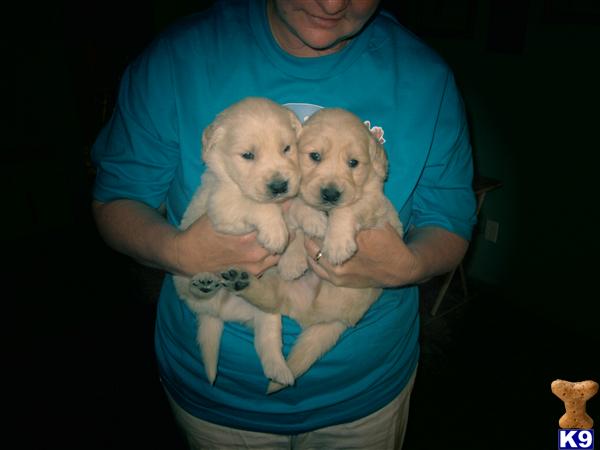 Puppies in Hemet