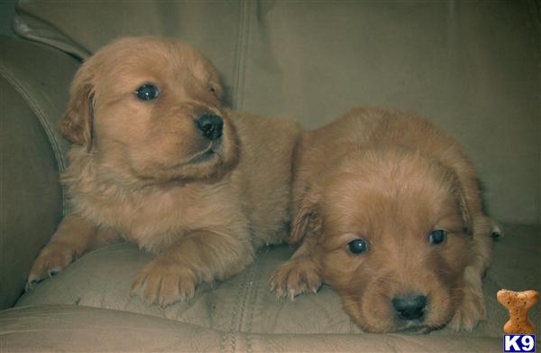 Puppies in Hemet