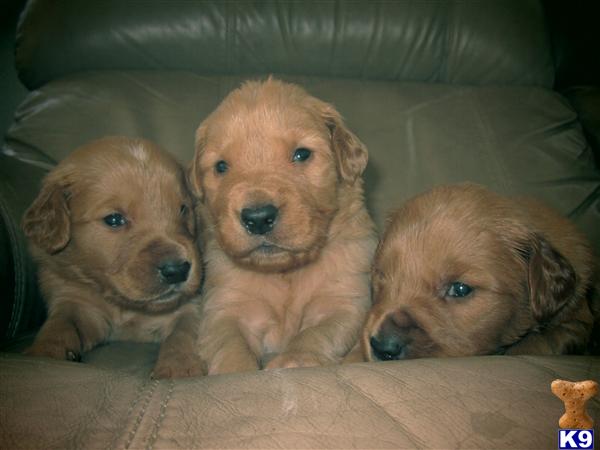 Puppies in Hemet