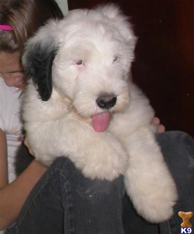 Old English Sheepdog Puppies for Sale